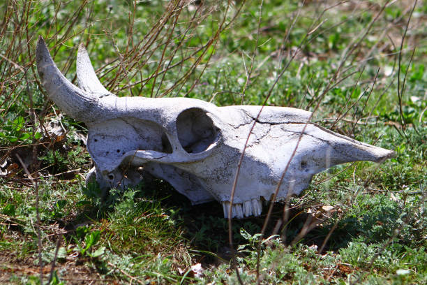 istock Old dry cow skull on a grass slope in the spring time 948521040