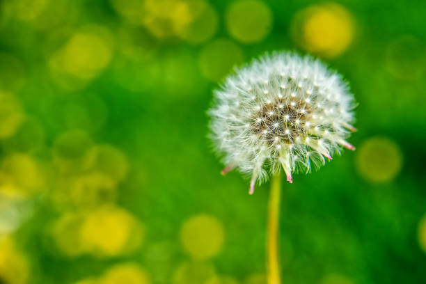 필드에 민들레의 클로즈업 - dandelion green 뉴스 사진 이미지