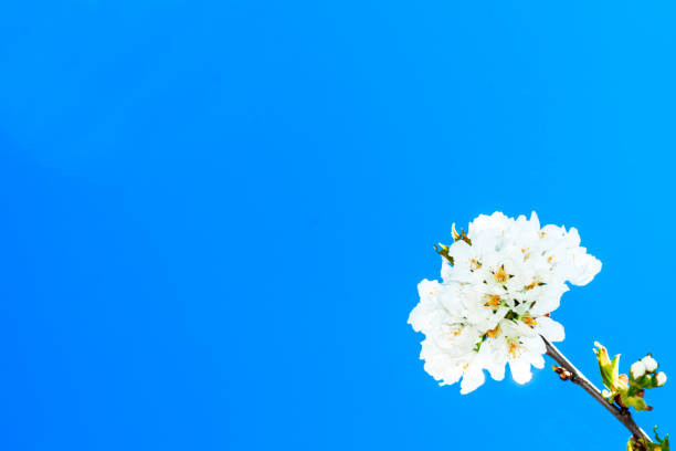 Selective focus beautiful blossoming branches cherry Bright blossoms tree under blue sky white clouds Beautiful flowers spring season park Floral pattern texture Nature background Blooming Copy space