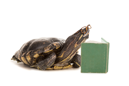 Funny Turtles Pictures | Download Free Images on Unsplash
