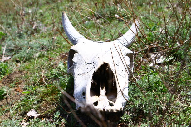 istock Old dry cow skull on a grass slope in the spring time 948523494