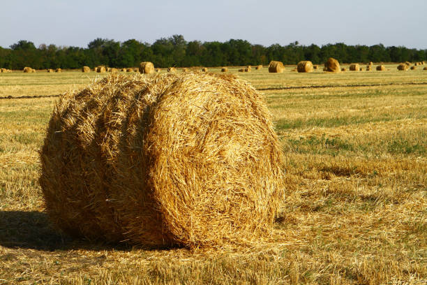 hay straw bale with shadow on agricultural field at sunset or sunrise. - wheat sunset bale autumn imagens e fotografias de stock