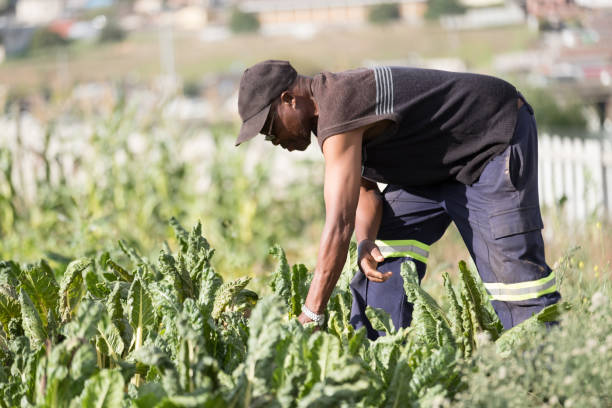 istock Senior black man check his spinach leaves 948524596