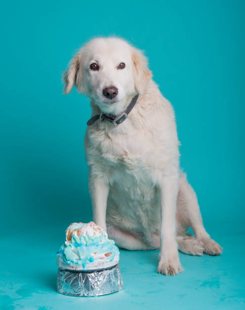istock dog seating by a cake in the studio 948524768