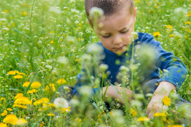 istock a boy in nature surrounded by grass and dandelion 948531692