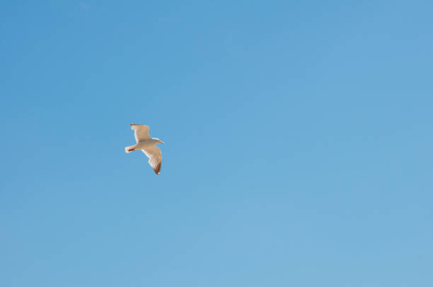 istock White sea gull flying in blue sky 948532098