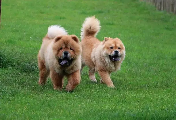 two chow chow dogs are walking in the park