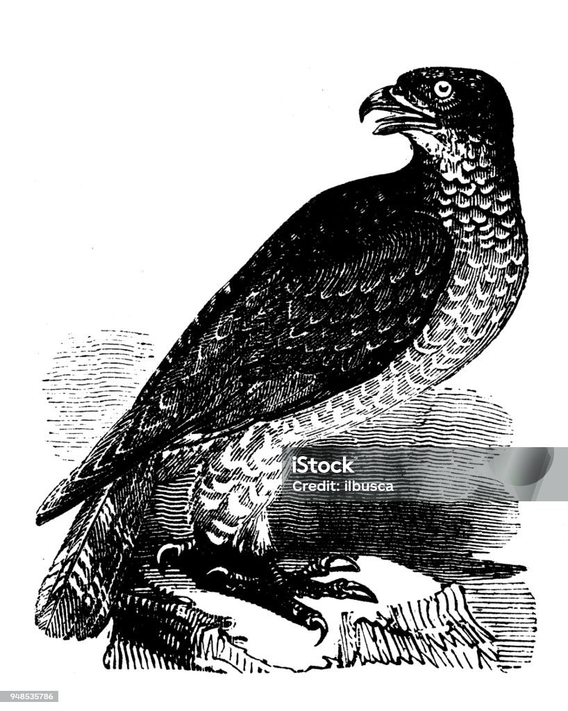 Animals antique engraving illustration: Honey Buzzard 19th Century stock illustration