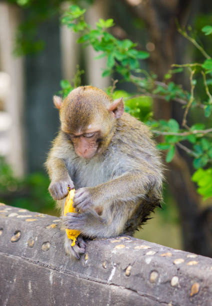 istock Monkeys eat bananas. Monkey forest in Koh Sam Muk,Chon Buri, Thailand. 948536400