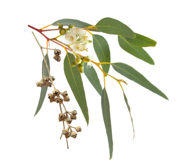 istock Blossoming eucalypt with dried fruits. Isolated on white background 948536508