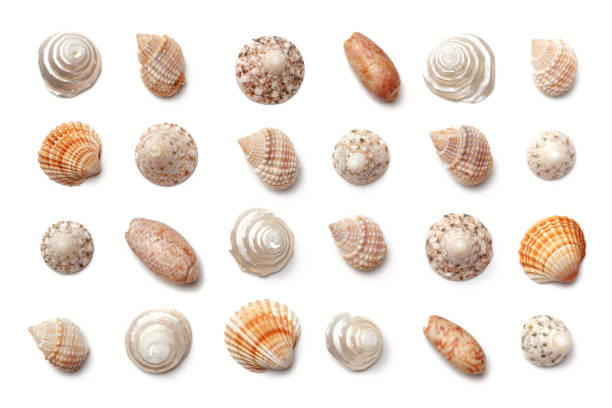 Collection of small exotic shells isolated on a white background. Flat lay, top view