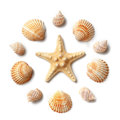 Patrón de conchas y estrellas de mar aislado en fondo blanco. photo