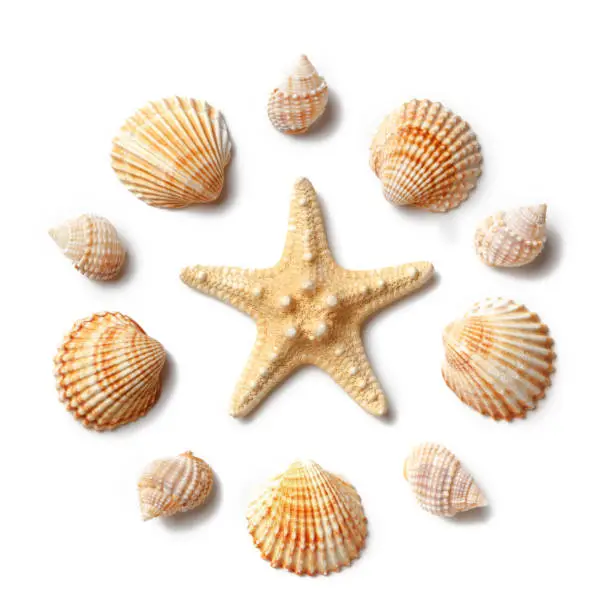 Photo of Pattern of seashells and starfish isolated on a white background.