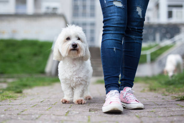 Girl walking with white fluffy dog Girl walking with white fluffy dog coton de tulear stock pictures, royalty-free photos & images
