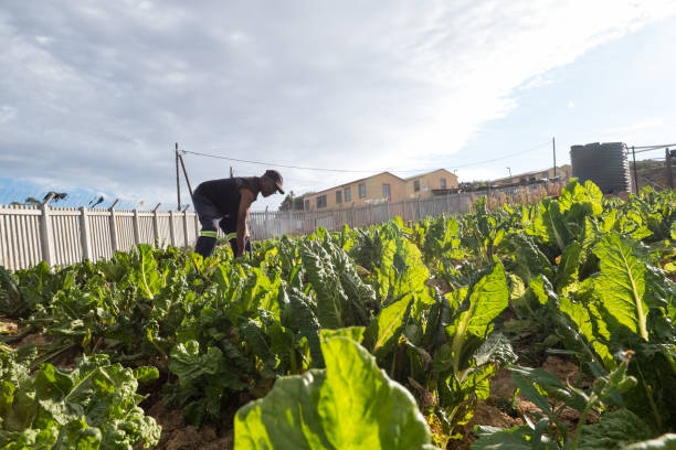 Fresh spinach from the vegetable garden A senior black man looks at all his spinach leaves in his beautiful community vegetable garden in the township of Kayamandi community vegetable garden stock pictures, royalty-free photos & images