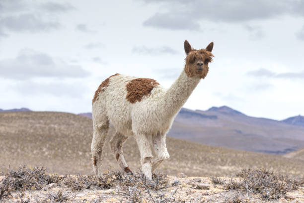 istock lamas in Andes,Mountains, Peru 948543122