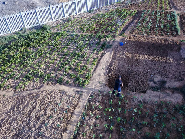 A senior black man works in his beautiful community vegetable garden in the township of Kayamandi