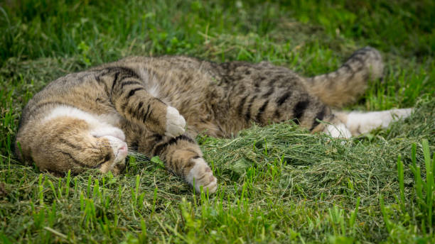 istock Multicolored cat enjoying spring on green grass. Cat sleep on green grass. 948544280