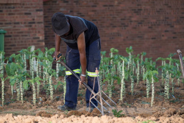 istock Senior black man works the soil in his vegetable garden 948551290