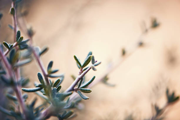 Nature background branches with new leaves