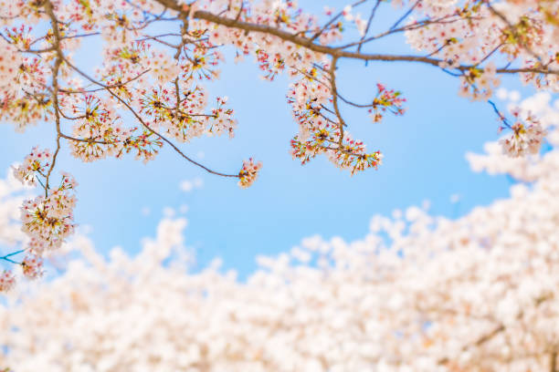 istock Blue sky and cherry blossoms in full bloom 948551920
