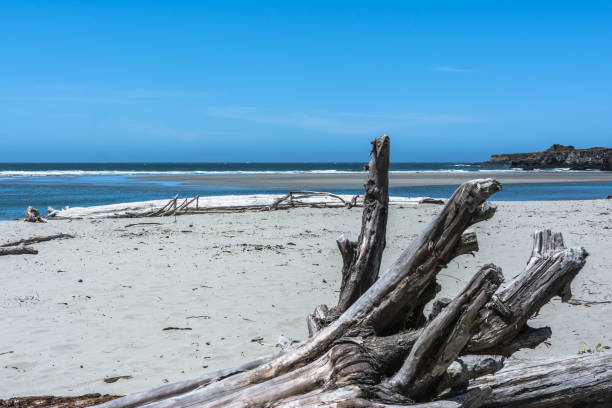 istock Dead trees on the beach, Mendocino, California 948555710