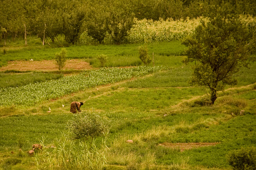 Farmer working on the field of Morocco. Agriculture