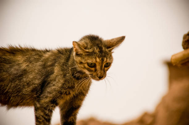 молодая тощая кошка в марокко - morocco landscape mountain mountain range стоковые фото и изображения