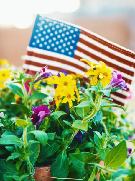 istock American flag in planter with vibrant flowers and beautiful backlight 948556016