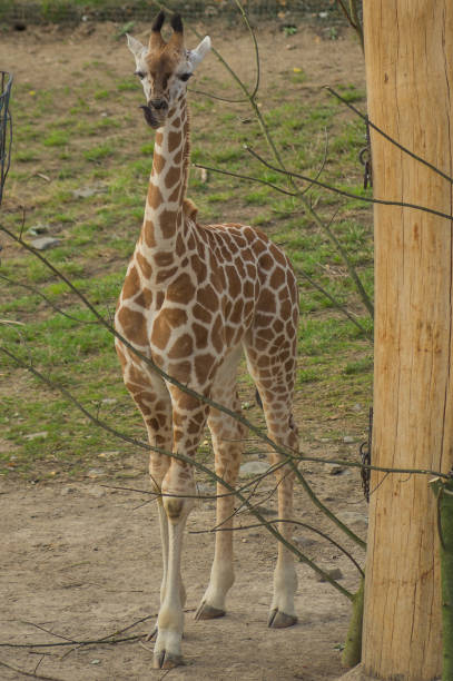 Giraffe at the Prague Zoo stock photo