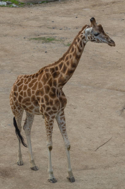 Giraffe at the Prague Zoo stock photo