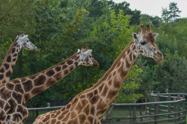istock Giraffe at the Prague Zoo 948556318