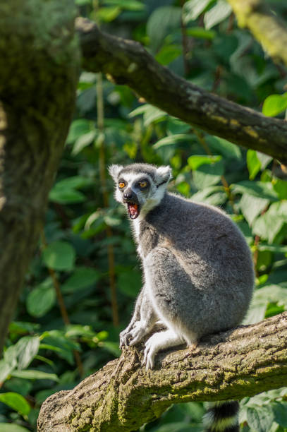 istock cat's lemur at the Prague Zoo 948556426