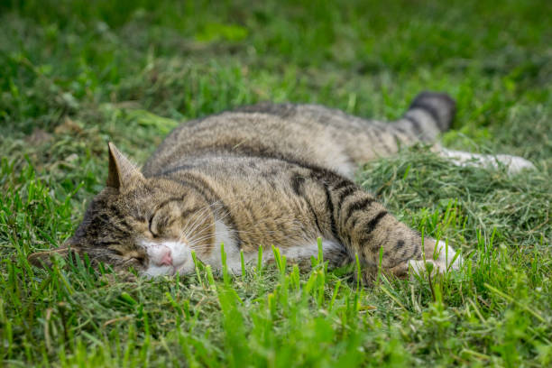 istock Multicolored cat enjoying spring on green grass. Cat sleep on green grass. 948559108