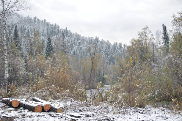Siberian taiga. Hunting ground. The felled trees to repair the house and firewood. Russia. Siberia