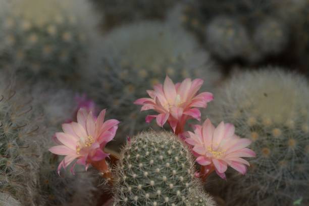 istock Beautiful old rose cactus flower as background 948559698