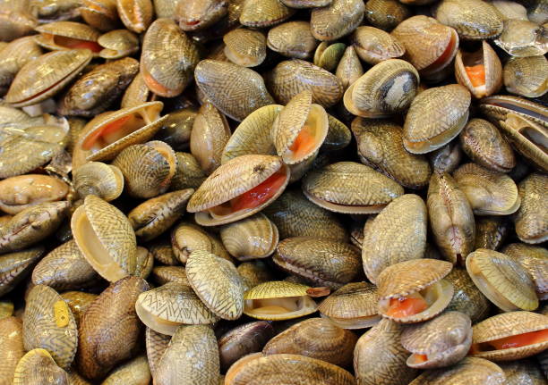 istock Background of the live sea shell 948559700