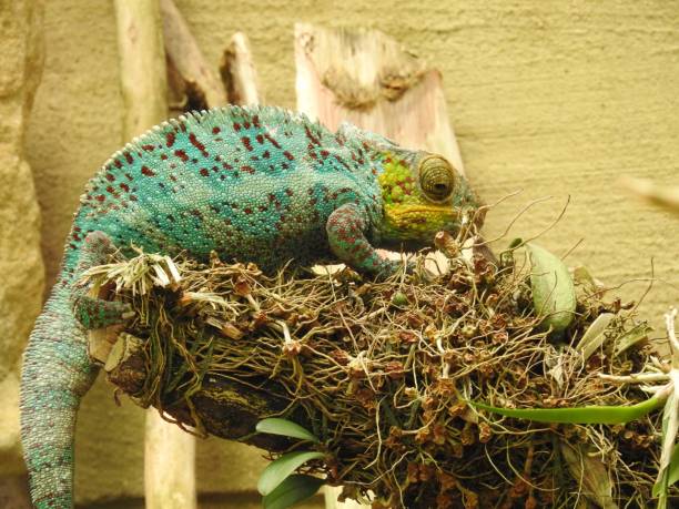 Chameleon Stock Photo - Download Image Now - Africa, Animal