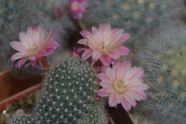 istock Beautiful old rose cactus flower as background 948560046