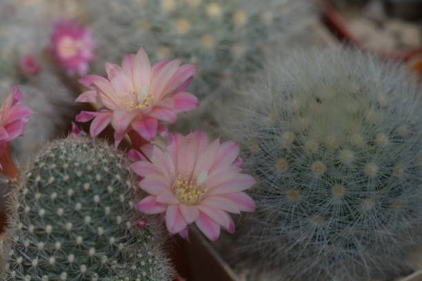 istock Beautiful old rose cactus flower as background 948560178