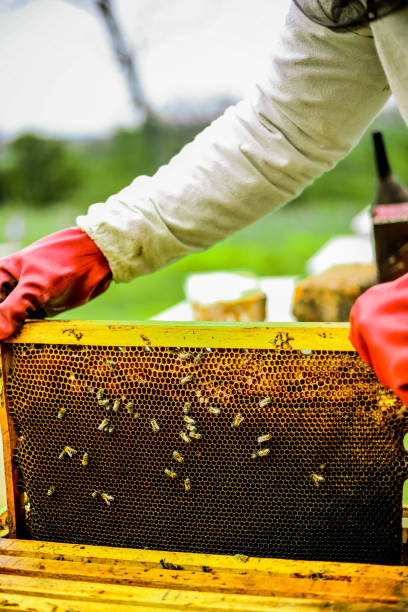 istock Beekeeper collecting honey 948560380