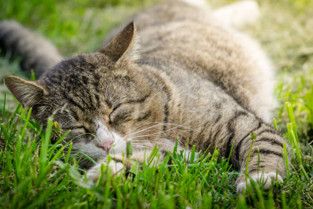 istock Multicolored cat enjoying spring on green grass. Cat sleep on green grass. 948560546