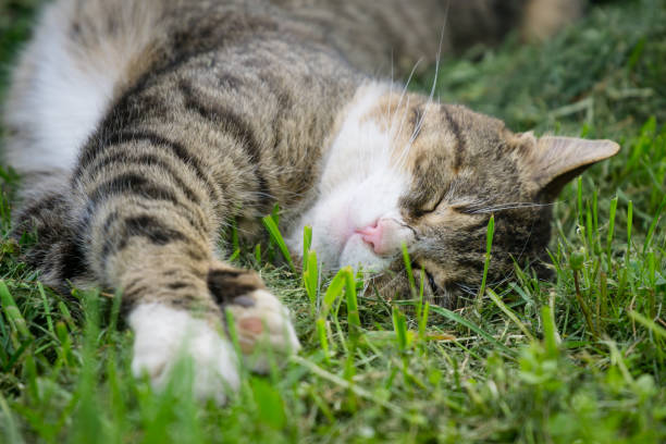 istock Multicolored cat enjoying spring on green grass. Cat sleep on green grass. 948562624