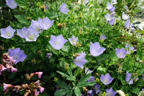 istock Flowers bells. wild nature. 948562834