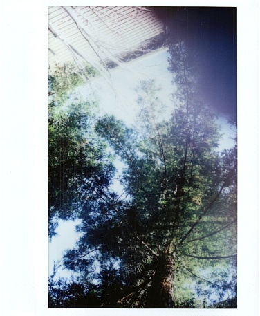 Instax from Fujifilm analog instant film (Polaroid style) photograph of a low-angle view looking upwards towards a mature redwood tree against a blue sky, Dublin, California, March 28, 2018. Courtesy TH Productions