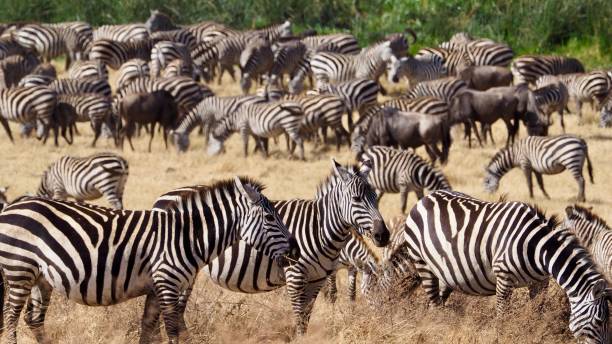 istock A Dazzle of Zebras 948563656