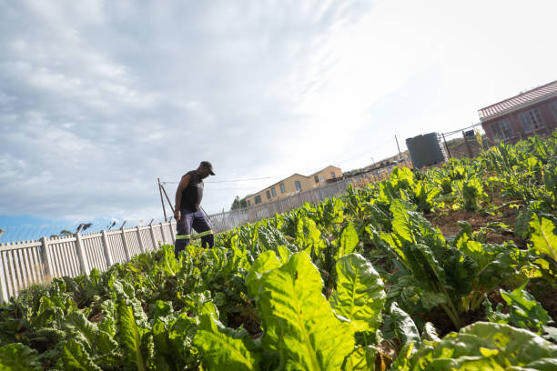 istock Passionate about my vegetable garden 948566738