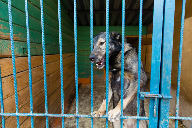 istock Cage for dogs in animal shelter 948570840