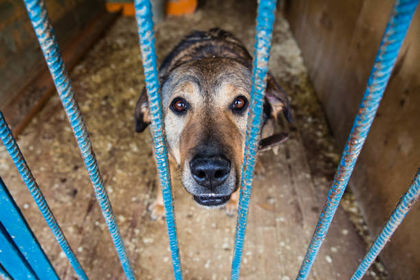 istock Cage for dogs in animal shelter 948570902