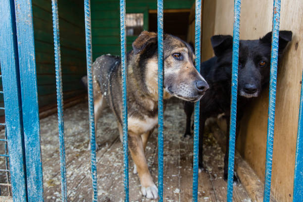istock Cage for dogs in animal shelter 948571098